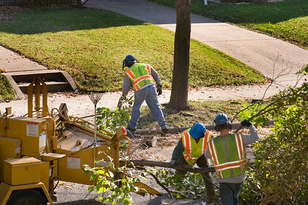 Residential Tree Removal in Hampton, SC